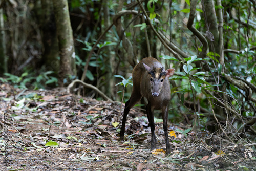 The Deer's Muntiak (Muntiacus Feae Thomas and Daria 1889) is a native Thai wild animal that is listed as endangered in the world by the Red Data Book of the IUCN photo