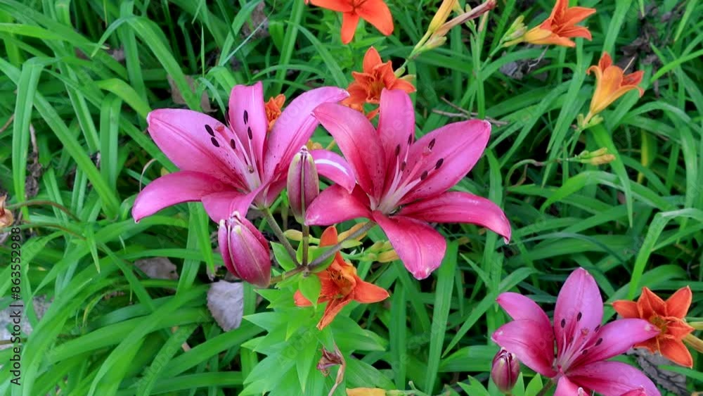 Bright pink Lily flowers on the plant swaying to wind. Bright pink Lily flowers on the plant swaying to wind.