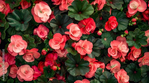 begonia flowers background beautiful Pattern of natural pink petals texture, full blooming in flower garden, selective focus © Lucky Ai
