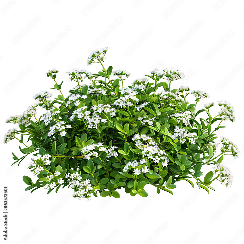 Obraz premium Iberis Sempervirens Bush Isolated on Clear Background