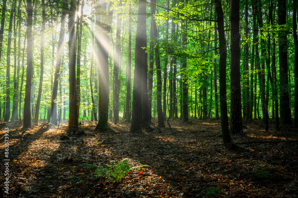 Fototapeta premium Sunny morning in the forest