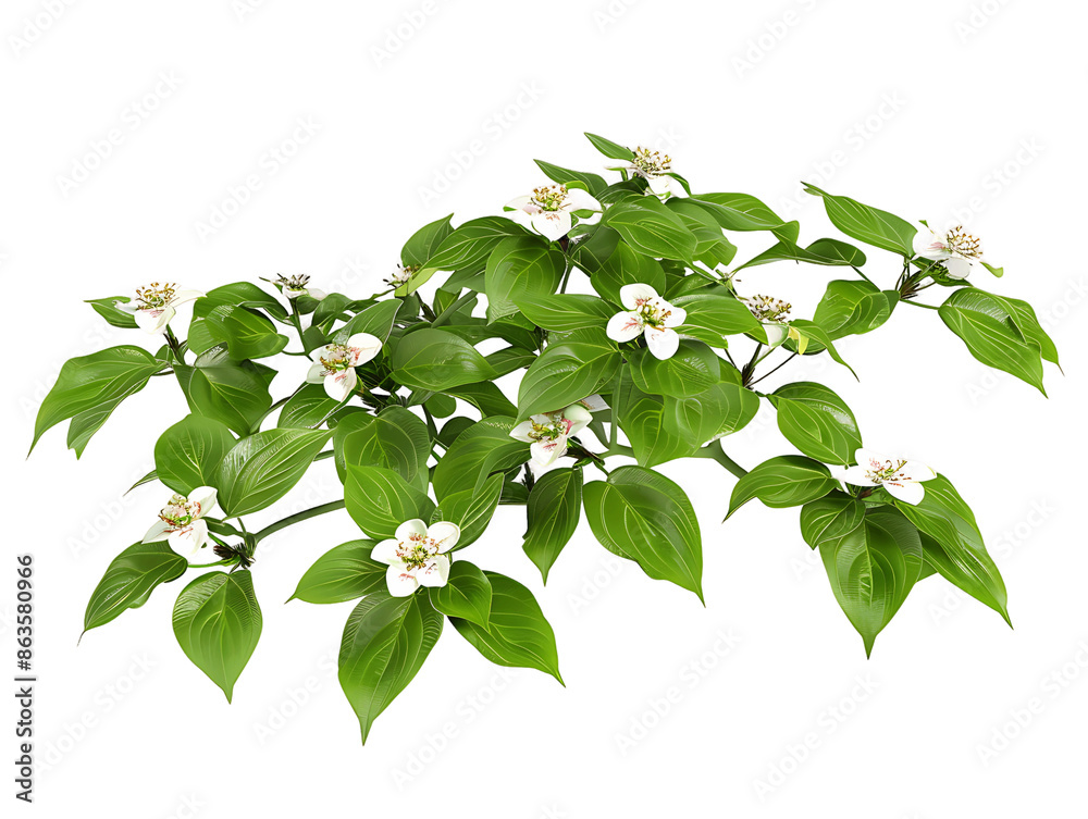 Cornus Canadensis Bush Isolated on Transparent Cutout Cornus Canadensis Bush Isolated on Transparent Cutout