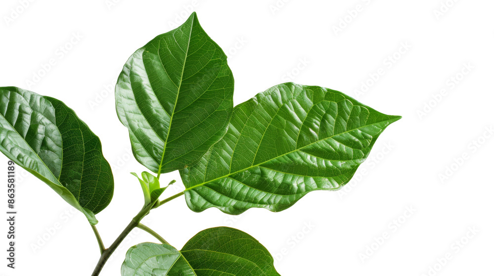 Fototapeta premium Branch leaves on white background