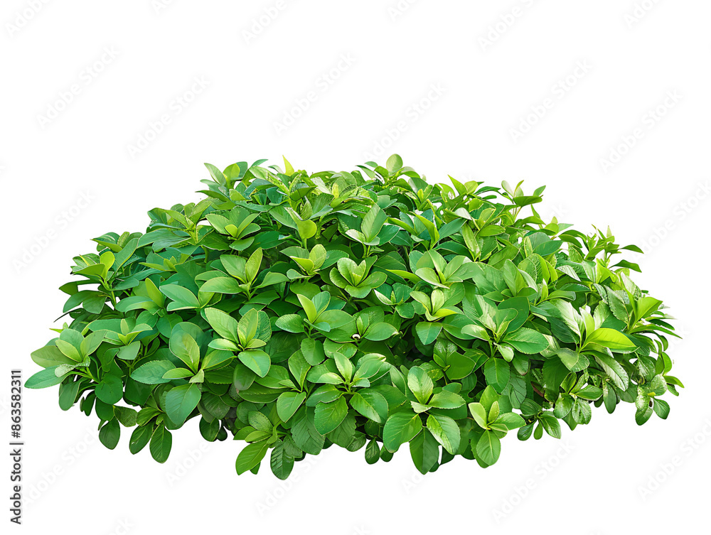 Fototapeta premium Pachysandra Terminalis Bush on Transparent Background