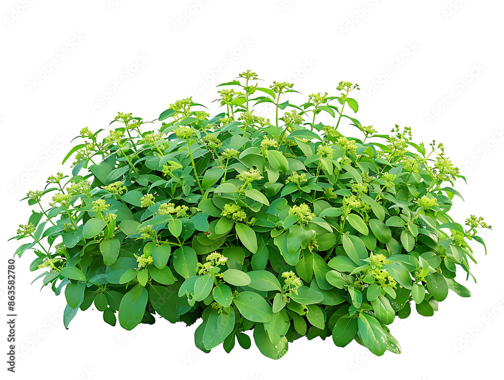 Obraz premium Pachysandra Terminalis Bush Isolated on Transparent