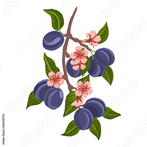 vector drawing plum tree branch with fruits, flowers and green leaves isolated at white background, hand drawn illustration