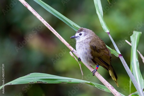 A close-up shot of a Pale-faced Bulbul (Pycnonotus leucops) or Flavescent bulbul (Pycnonotus flavescens), an endemic species or subspecies to Borneo,  in Kinabalu National Park, Malaysia photo