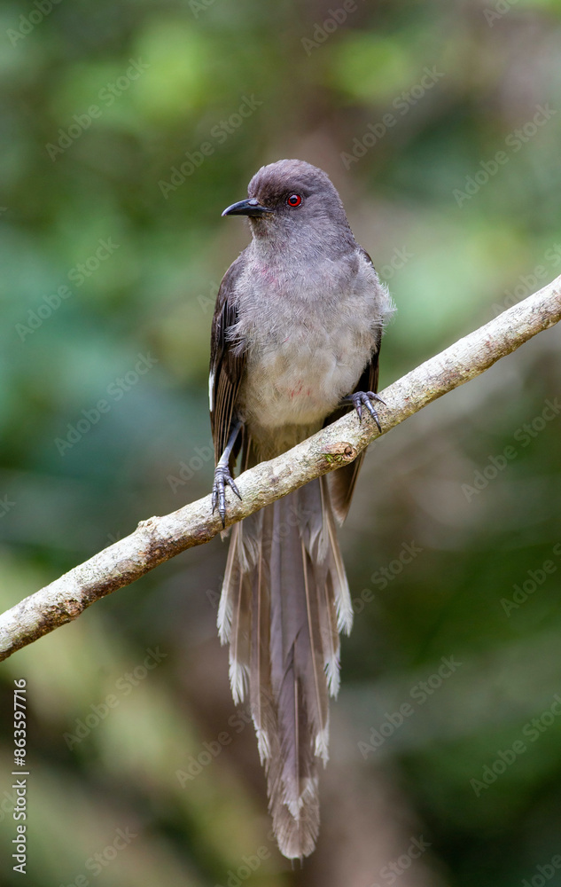 A close-up shot of a Long-tailed sibia (Heterophasia picaoides) perching on a tree branch in the montane rainforest of Fraser's Hill, Malay Peninsula, Malaysia. Blurred background. A close-up shot of a Long-tailed sibia (Heterophasia picaoides) perching on a tree branch in the montane rainforest of Fraser's Hill, Malay Peninsula, Malaysia. Blurred background.
