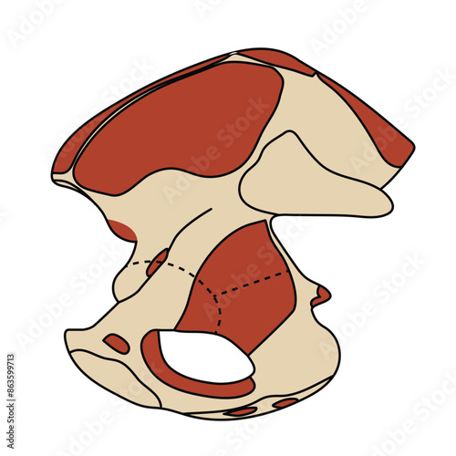  Muscle attachments of the Hip bone - medial view illustration on white background.