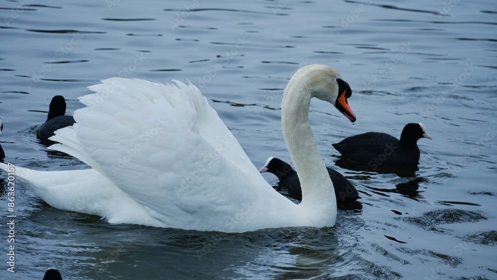 Naklejka premium two swans on the lake