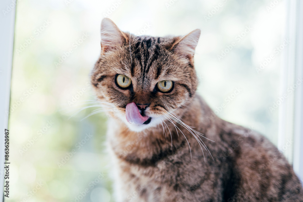 Obraz premium A gray striped cat with yellow eyes near the window. Pet portrait with shadows, front view