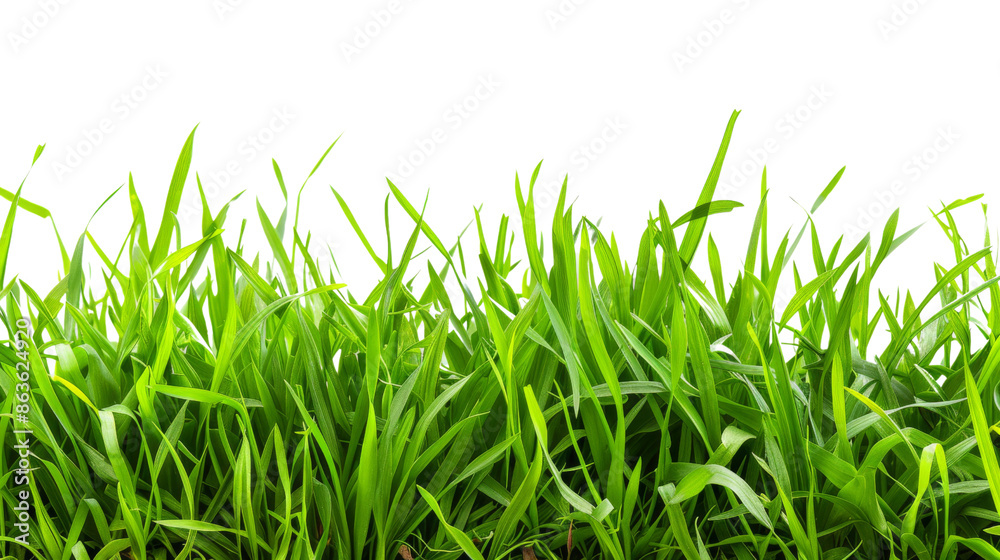 Obraz premium Grass field green on transparent background