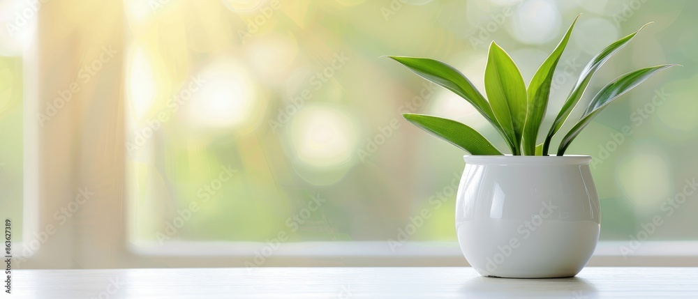 Serene Indoor Setting with White Vase and Green Leaves Serene Indoor Setting with White Vase and Green Leaves