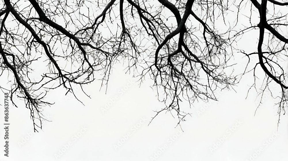 Fototapeta premium Dead branches silhouette, dry tree,black and white ,life less trees.