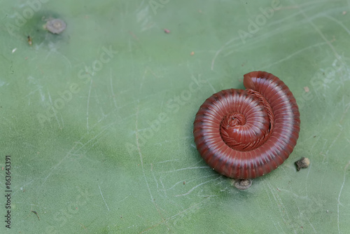 A millipede was rolling its body. This insect has the scientific name Trigoniulus corallinus.  photo