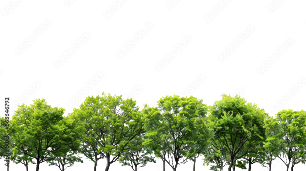 Fototapeta premium Green forest trees shapes on transparent background