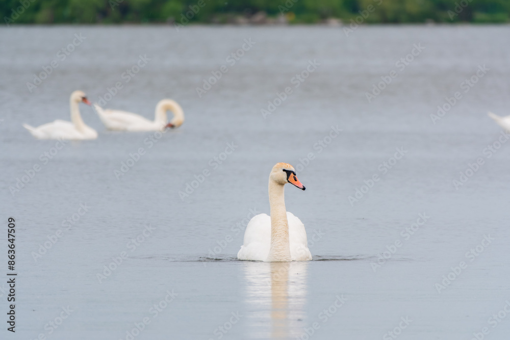 Fototapeta premium Three graceful white swans swims in the lake, swans in the wild.