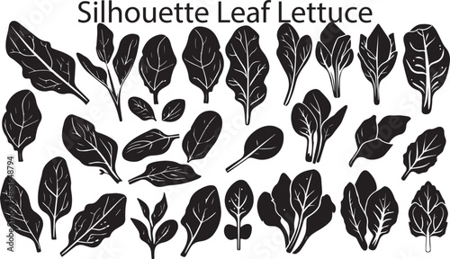 Lettuce Dark Silhouette Shapes Vector Set 