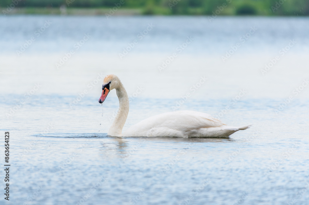 Obraz premium Graceful white Swan swimming in the lake, swans in the wild. Portrait of a white swan swimming on a lake.
