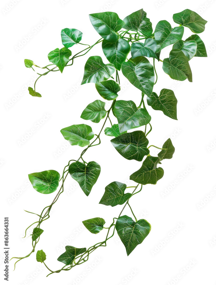 PNG Green plant leaf vine ivy. PNG Green plant leaf vine ivy.
