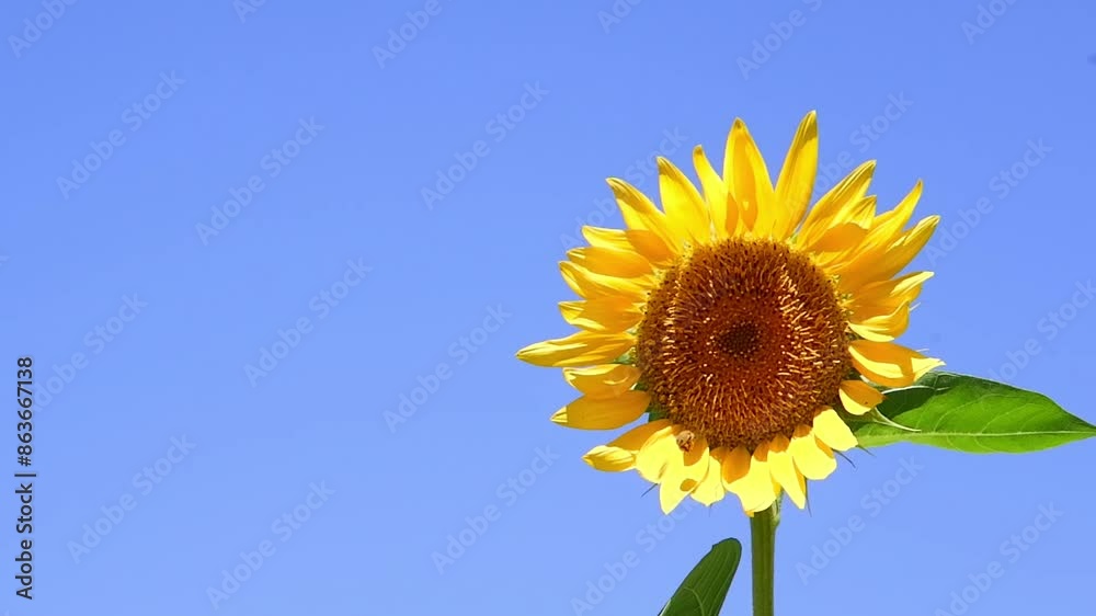Yellow Sunflower and Honey bee Under the Blue Sky
Yellow Sunflower and Honey bee Under the Blue Sky
