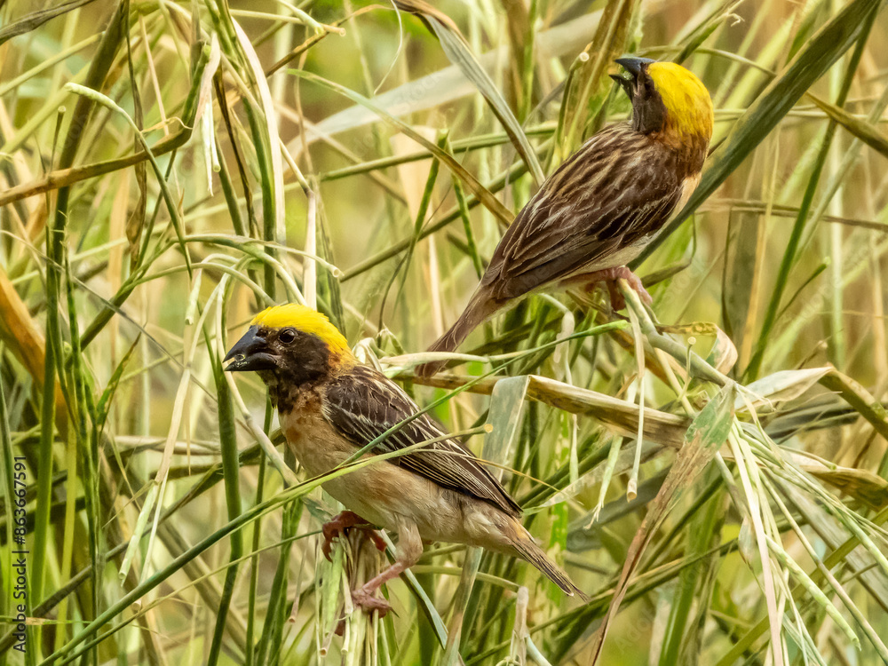 Naklejka premium Baya Weaver Bird in Borneo, Malaysia