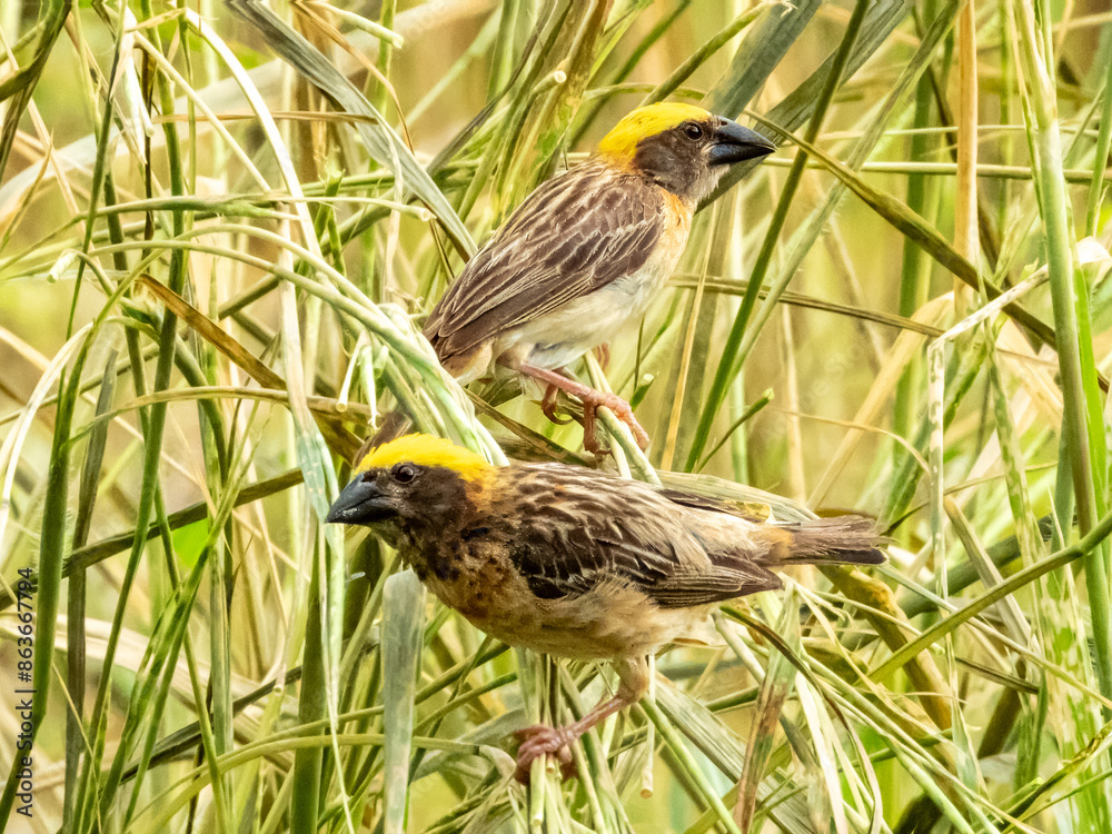 Baya Weaver Bird in Borneo, Malaysia Baya Weaver Bird in Borneo, Malaysia