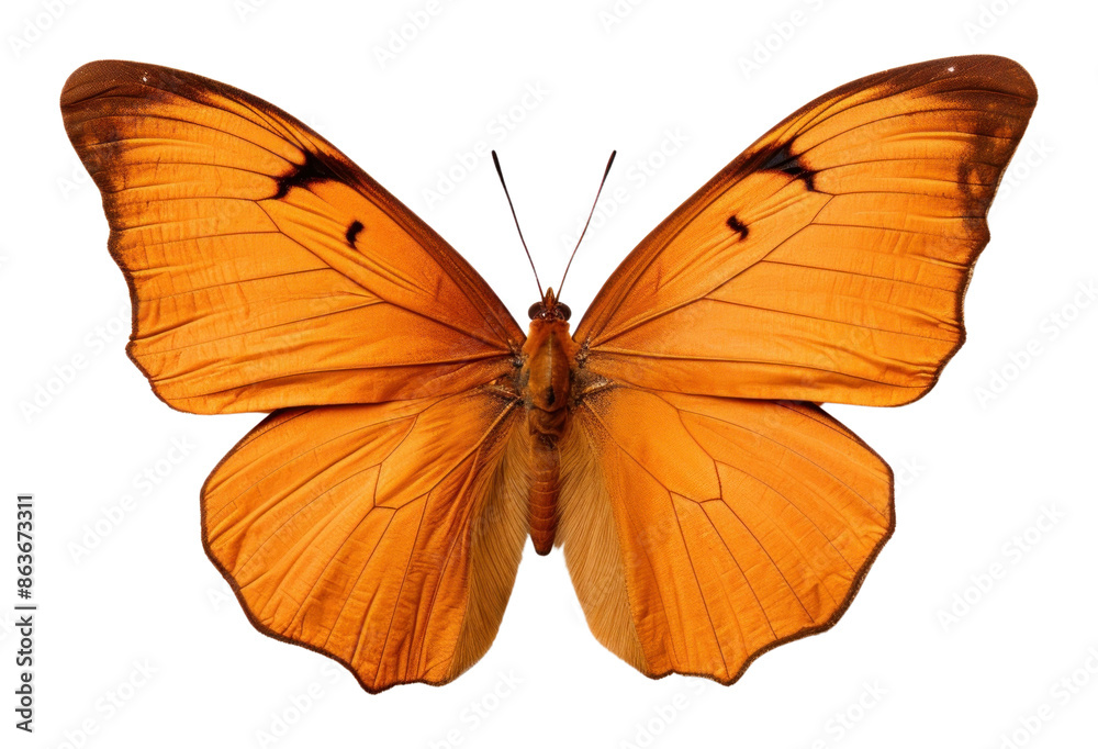 Fototapeta premium PNG Butterfly animal insect moth.