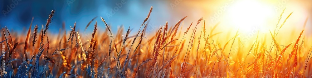 A field of tall grass with a sun shining on it A field of tall grass with a sun shining on it