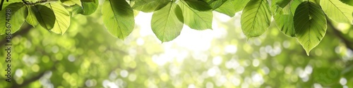 A tree with green leaves and a bright sun shining through the leaves