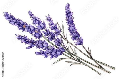 PNG  Drawing lavender flower sketch plant. photo