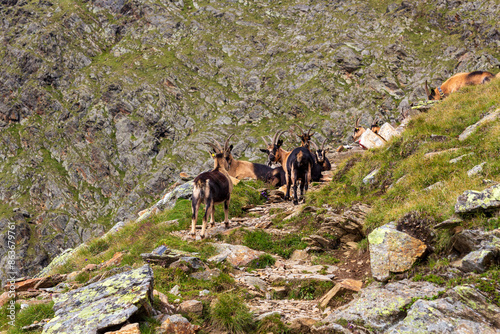 Flock of goats (Passeirer Gebirgsziege) in the mountains of Texel group, South Tyrol, Italy photo