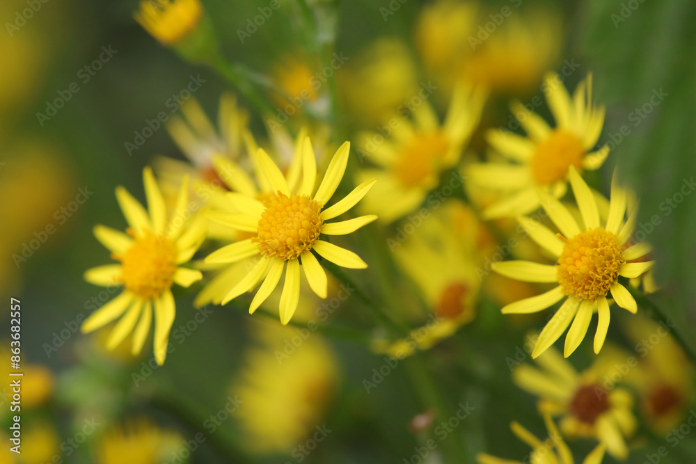 yellow tansy flower, water ragwort, yellow blossoms, yellow flowers yellow tansy flower, water ragwort, yellow blossoms, yellow flowers