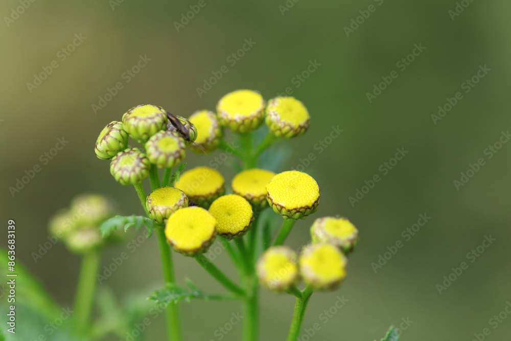 tansy buds, tansy, yellow buds, yellow flower, insects, green background , close up of yellow flower tansy buds, tansy, yellow buds, yellow flower, insects, green background , close up of yellow flower