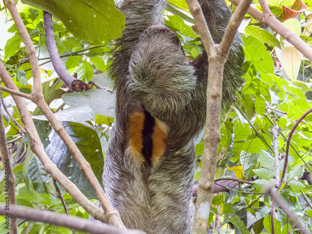 Naklejka premium 3-toed or Brown-throated Sloth in Costa Rica