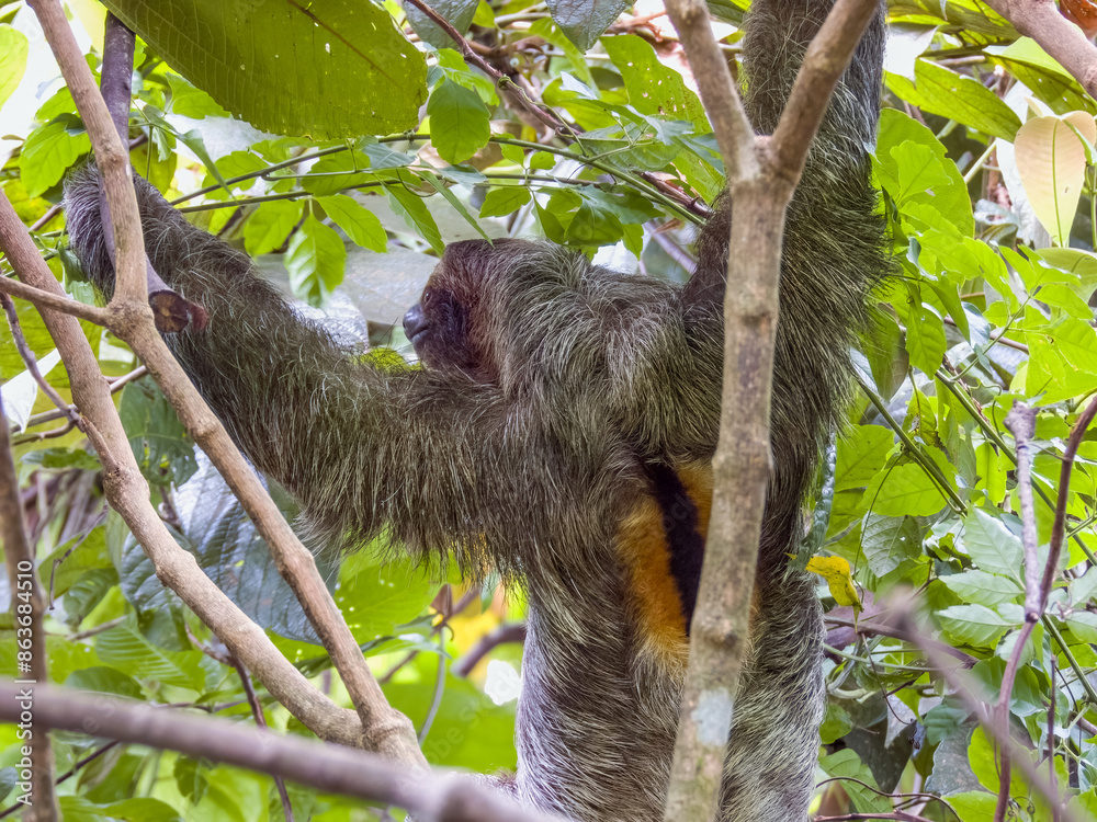 Naklejka premium 3-toed or Brown-throated Sloth in Costa Rica
