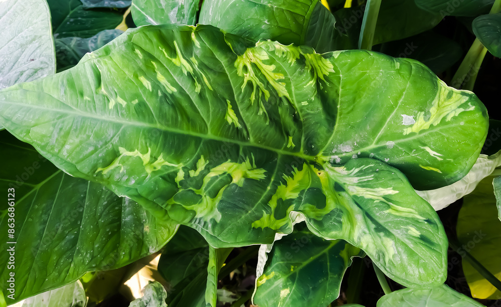 Fototapeta premium The surface of Alocasia macrorrhizos, a beautiful, rare, high-priced decorative plant. Green plants with beautiful white patterns similar to military camouflage. Disease of plant.