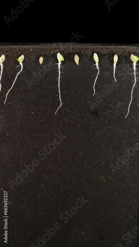 Time lapse of cucumber seeds germinating in a rhizobox
 photo