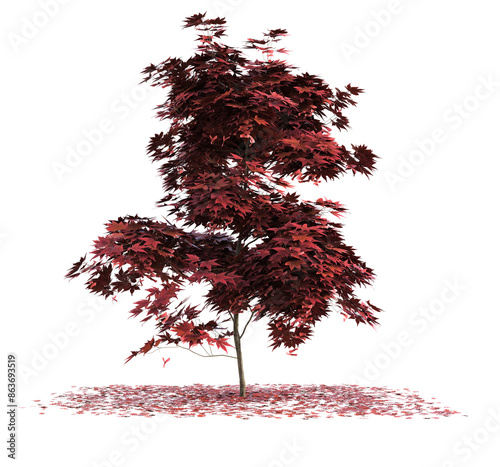 A young japanese maple tree, Acer palmatum, during autumn, with fallen leaves lying on the ground around it. 3D illustration on transparent background.