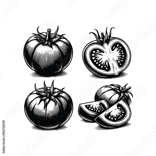 set of tomato illustration. hand drawn vintage  tomato black and white vector illustration  isolated white background