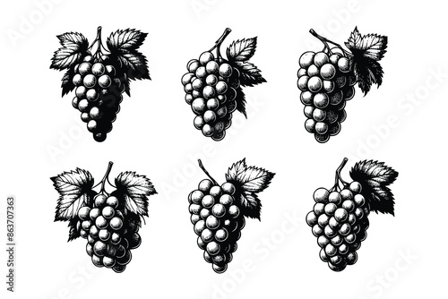 set of grapes illustration. hand drawn vintage  grape black and white vector illustration  isolated white background