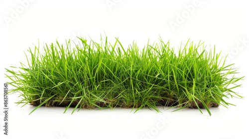 Grass isolated on white background. Illustration generatd by ai