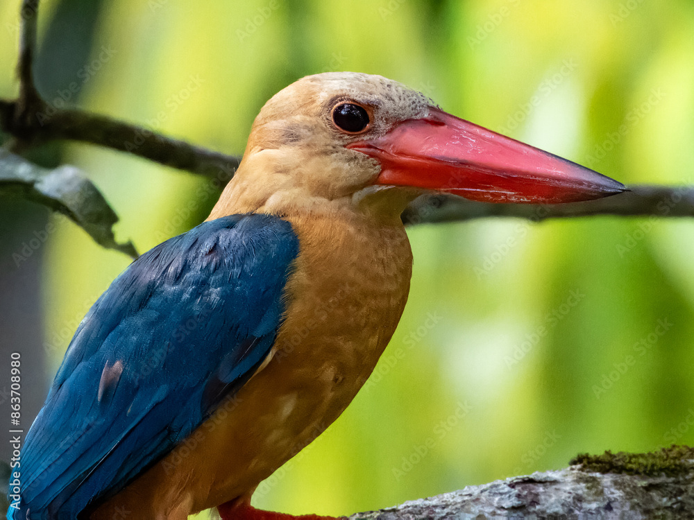 Fototapeta premium Stork-billed Kingfisher in Borneo, Malaysia