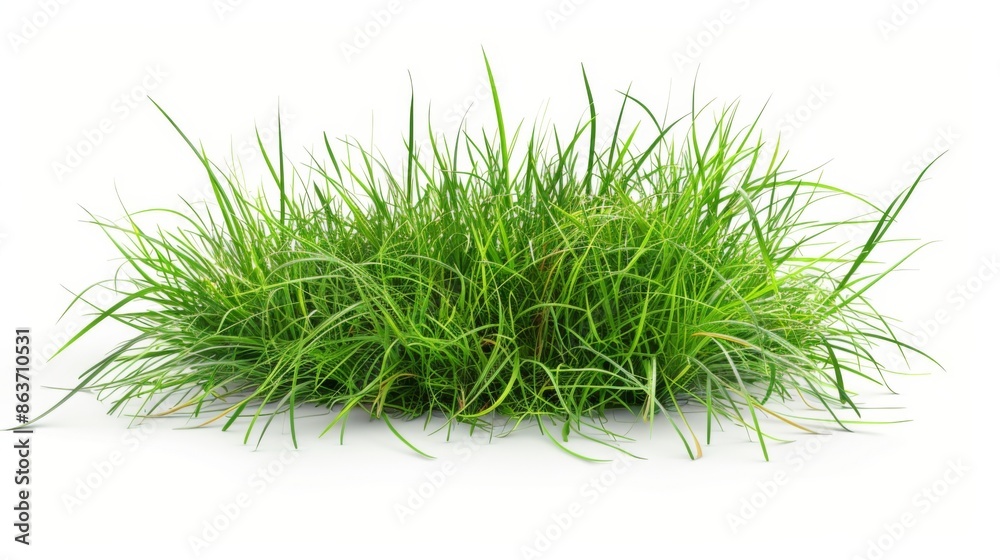 Grass isolated on white background. Illustration generatd by ai Grass isolated on white background. Illustration generatd by ai