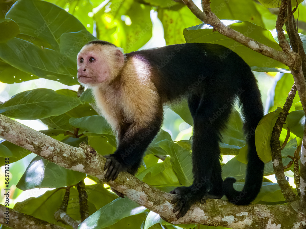 Fototapeta premium White-faced Capuchin Monkey in Costa Rica