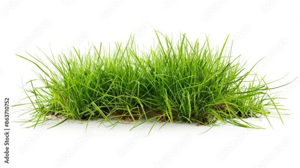 Grass isolated on white background. Illustration generatd by ai Grass isolated on white background. Illustration generatd by ai