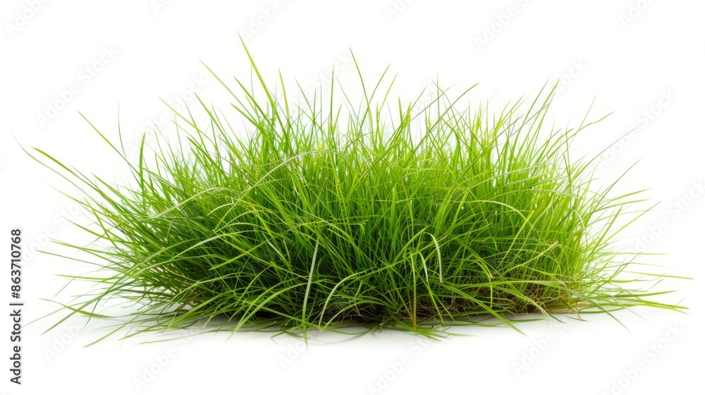 Grass isolated on white background. Illustration generatd by ai Grass isolated on white background. Illustration generatd by ai