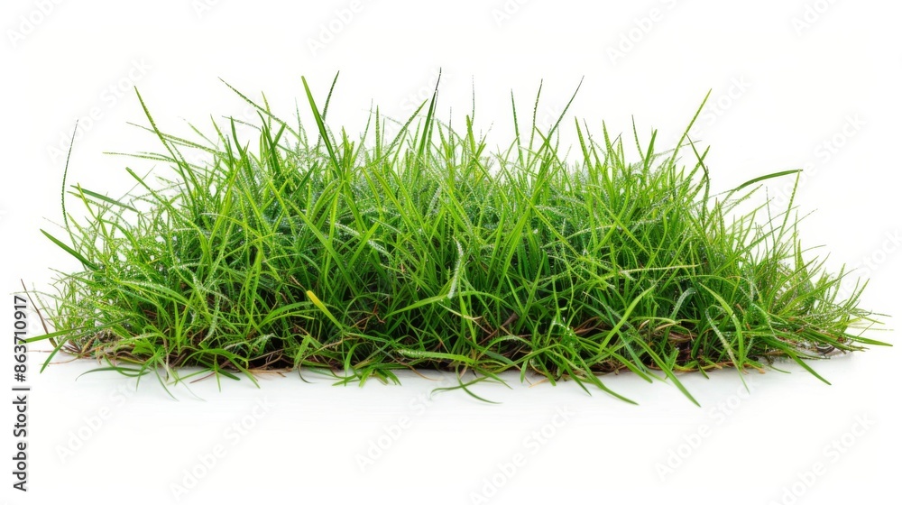 Grass isolated on white background. Illustration generatd by ai Grass isolated on white background. Illustration generatd by ai