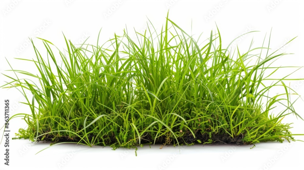 Grass isolated on white background. Illustration generatd by ai Grass isolated on white background. Illustration generatd by ai