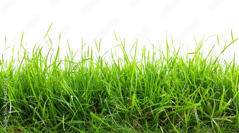 Fototapeta premium Grass isolated on white background. Illustration generatd by ai